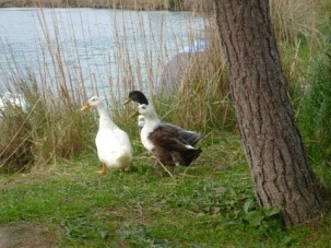 Photographing Photographing