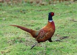 Visit the pinewood Visit the pinewood