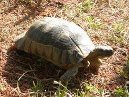 Visit to wetland Visit to wetland